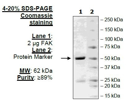 FAK, active human recombinant protein