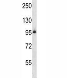 Anti-Integrin beta 5