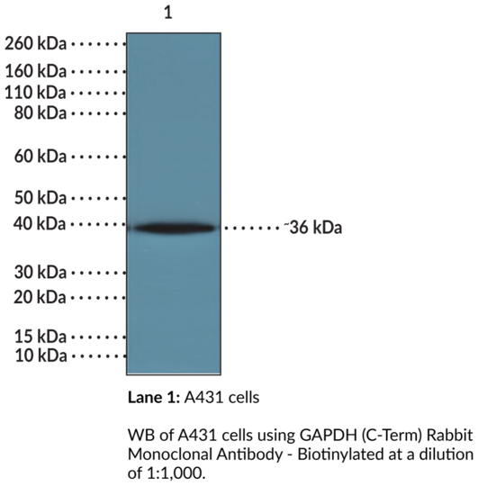 Anti-GAPDH (C-Term) Rabbit Monoclonal Antibody - Biotinylated (Clone RM114)