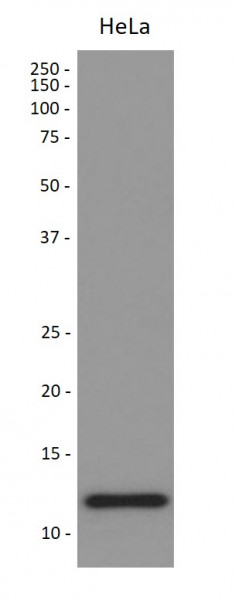 Anti-TRX / Thioredoxin