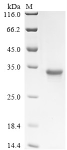Melanotransferrin (MFI2), human, recombinant