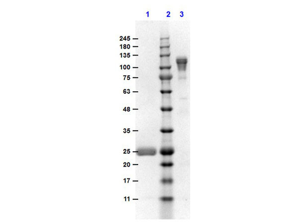Anti-Mouse IgG F(c) [Goat] (Min X Bv Hs &amp; Hu serum proteins) F(ab')2 fragment