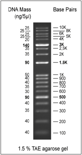 Biomol 1kb/100bp combined DNA Ladder, ready-to-use