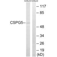 Anti-CSPG5