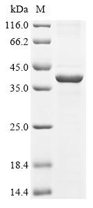 Hyaluronan and proteoglycan link protein 1 (HAPLN1), human, recombinant