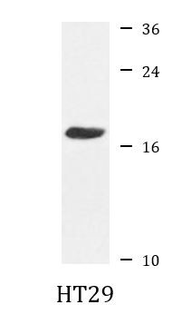 Anti-Cytochrome b5