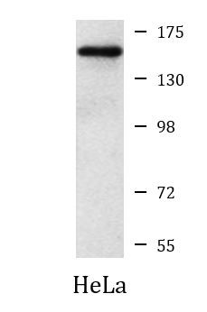 Anti-SMARCC1, clone 2A4-H7-C12