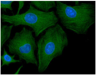 Anti-GCLM, clone 2D12