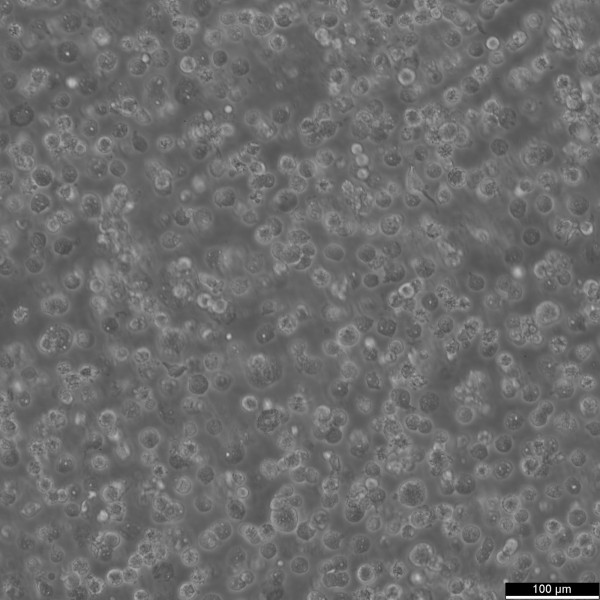 HEK293-F Cells