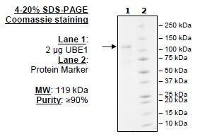 UBE1 (UBA1), FLAG-tag