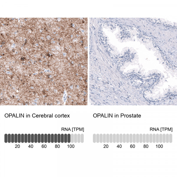 Anti-OPALIN, clone CL11144