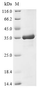 Endoplasmic reticulum-Golgi intermediate compartment protein 2 (ERGIC2), partial, human, recombinant