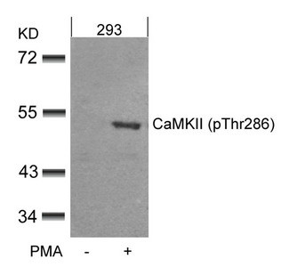 Anti-Phospho-CAMK2A (Thr286)