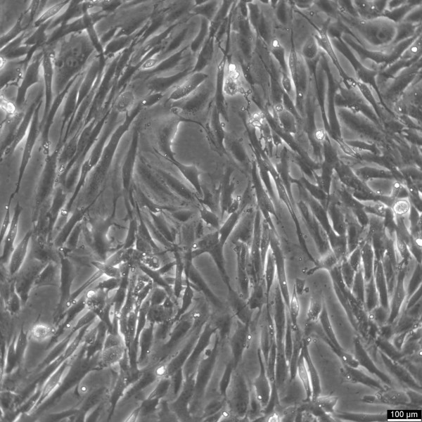 FRhK-4 Cells