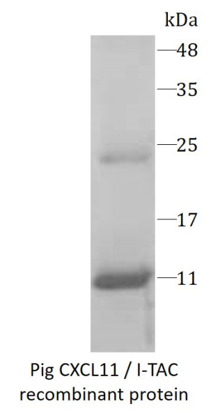 Pig CXCL11 / I-TAC recombinant protein (His-tagged)