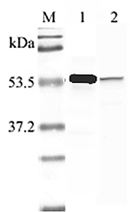 Anti-Nampt (Visfatin/PBEF) (human) (CT)