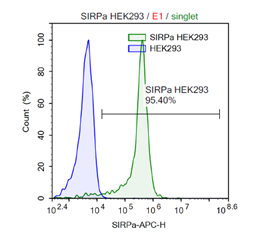 SIRPalpha / HEK293 Recombinant Cell Line