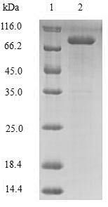 Protein-lysine 6-oxidase (LOX), human, recombinant