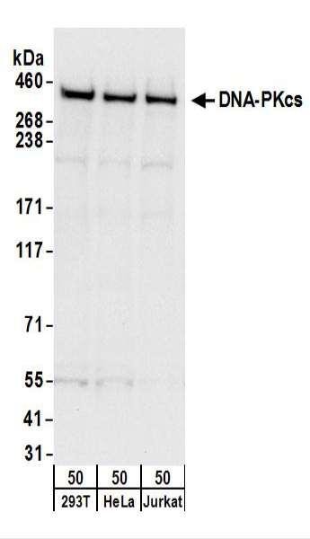 Anti-DNA-PKcs