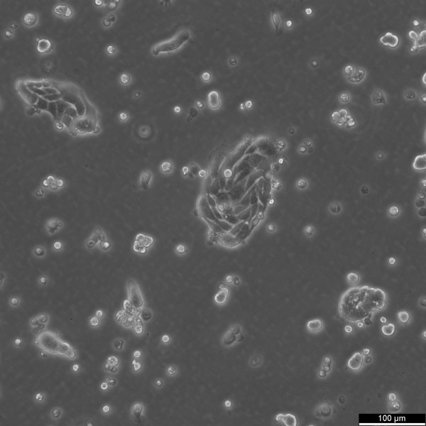 DSL-6A-C1 Cells