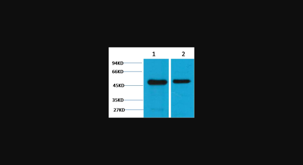 Anti-Flotillin-1, monoclonal