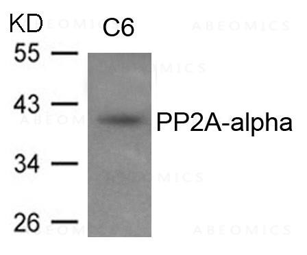 Anti-PP2A-alpha