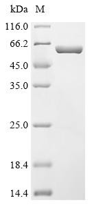 Pneumolysin (ply), recombinant Streptococcus pneumoniae