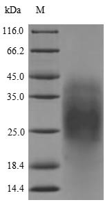 Beta-mammal toxin Css4, Centruroides suffusus, recombinant