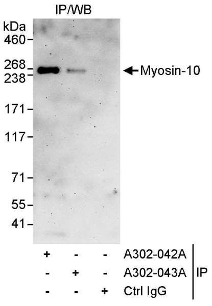 Anti-Myosin-10