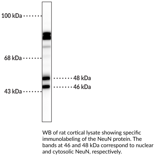 Anti-NeuN Monoclonal Antibody (Clone 1B7)