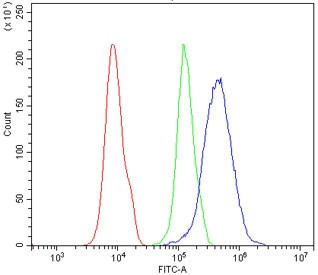 Anti-PDX1 / Pancreas/duodenum homeobox protein 1