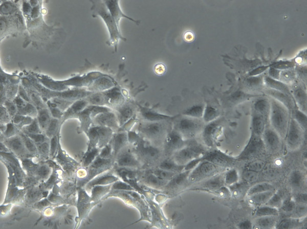 DSL-6B-C2 Cells