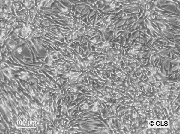FS-Balb Cells