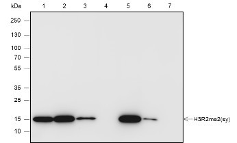Anti-Recombinant Histone H3 (Symmetric Di Methyl Arg2), clone A834