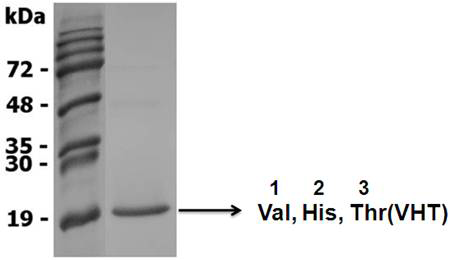 IL-37 (truncated) (human, rec.) (His)