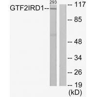 Anti-GTF2IRD1