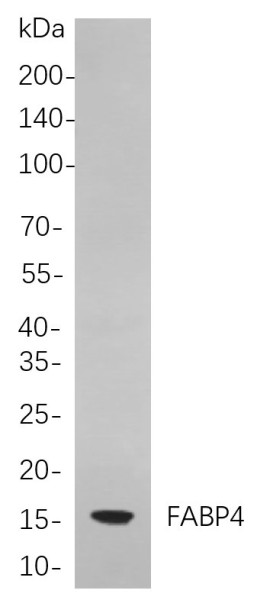 Anti-Recombinant FABP4, clone 7F10