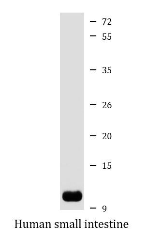 Anti-TFF3 / Trefoil factor 3