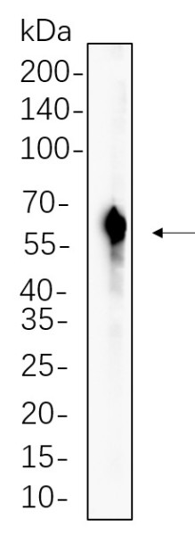 Anti-Recombinant RAGE, clone 2B13