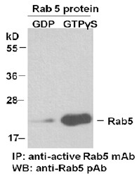 Anti-Active Rab5, monoclonal