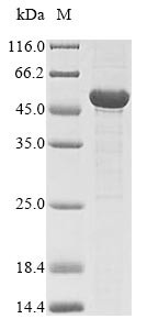 L-saccharopine oxidase (fap2), Schizosaccharomyces pombe, recombinant