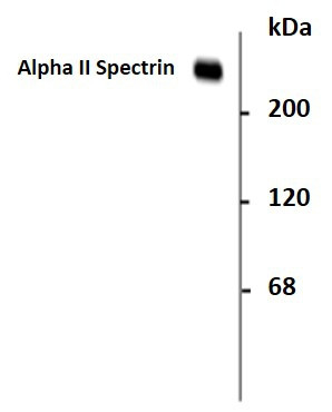 Anti-alpha II Spectrin, clone 3D7