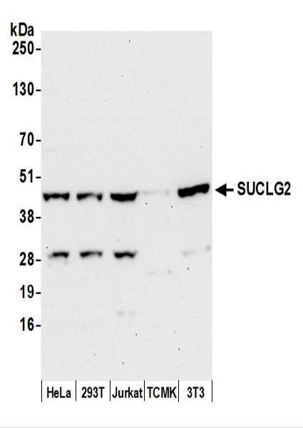 Anti-SUCLG2