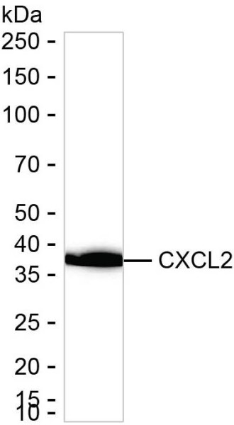 Anti-CXCL2