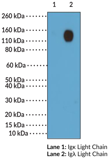 Anti-Iglambda Light Chain (mouse) Rabbit Monoclonal Antibody (Clone RM110)