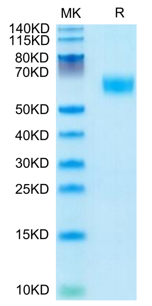 Mouse AMIGO2 Protein