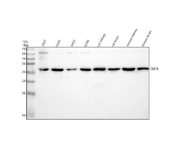 Anti-CLIC4 / Chloride intracellular channel protein 4, clone 30C24