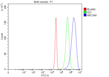 Anti-NRCAM / Neuronal cell adhesion molecule