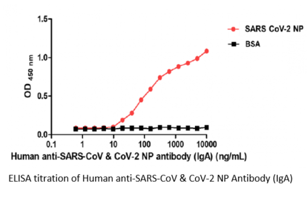 Human anti-SARS-CoV &amp; CoV-2 NP Antibody (IgA)