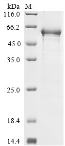 Aldehyde dehydrogenase, mitochondrial (Aldh2), rat, recombinant